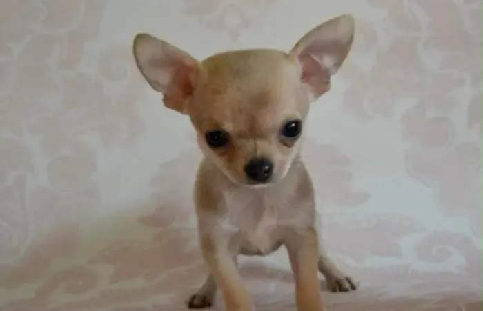 Chihuahua Pelo curto