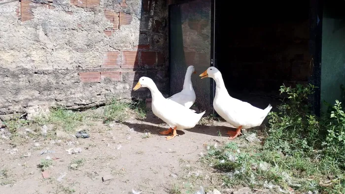 3 Marreco de Pequim Macho grandes e saudáveis