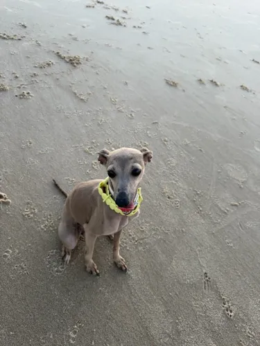 Galgo Italiano