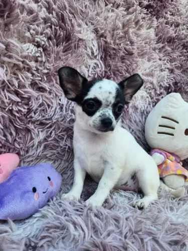 Chihuahua Fêmea Pelo curto PROMOÇÃO 