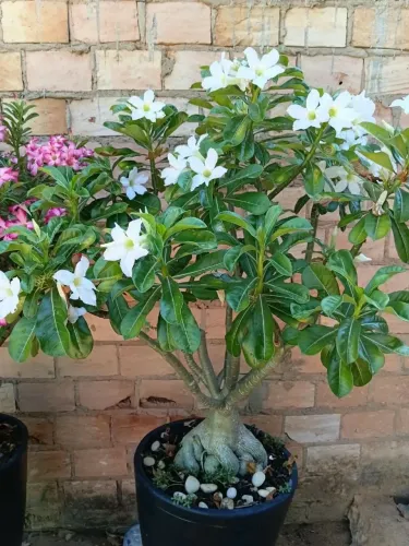 Rosa do deserto.