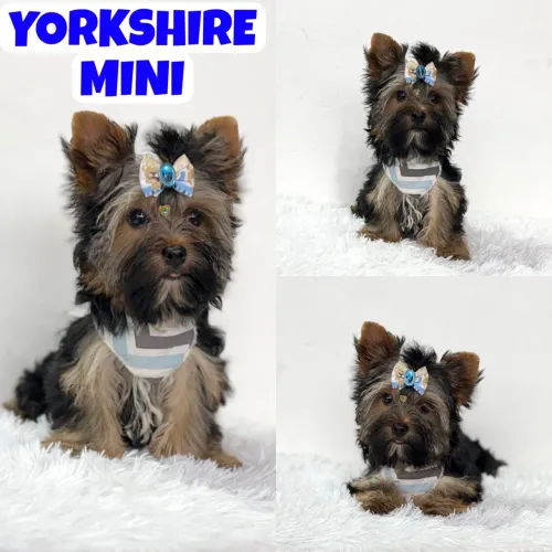 Machinho de Yorkshire Mini Macho aqui no Puppy Stop