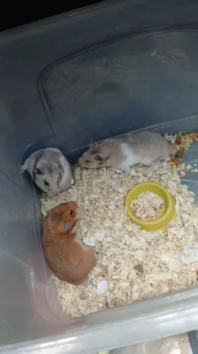 Hamster Sírio