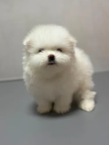 Lulu da Pomerania (Spitz Alemão Anão) - Macho 