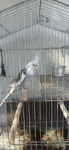 Vendo os três juntos 