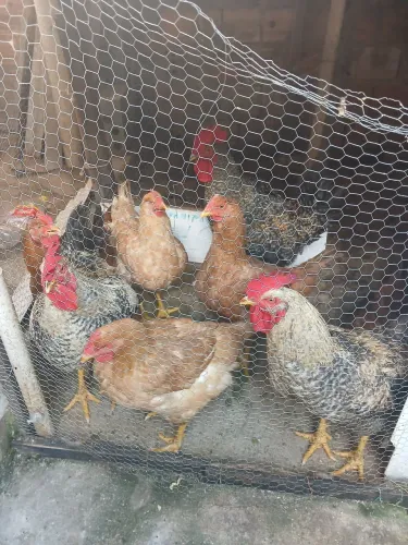 Galinha caipira