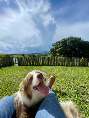 Border Collie Jovem tri Lilac para criação ou pet