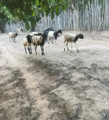 Carneiro ovelhas pra vender