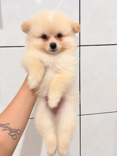 Spitz alemão filhotes