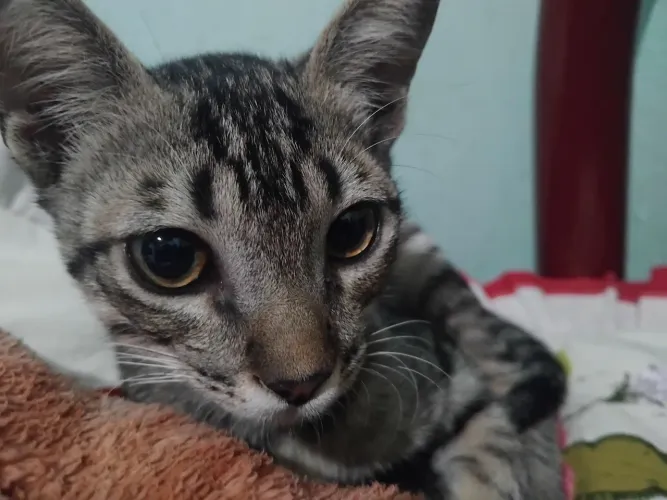 Gato macho 3 meses para adoção - urgente