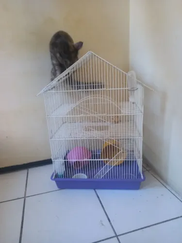Kit de gaiolas para hamster