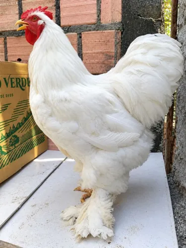 Galo brahma