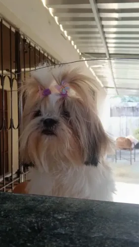 Filhote Shih Tzu fêmea 