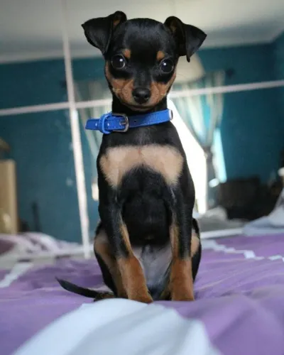 Filhotinhos Pinscher/Pincher Ativos Macho e Fêmea Vacinados São Paulo