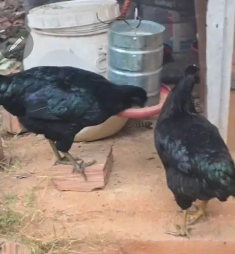 Frangas de 7 meses Rhode Negra