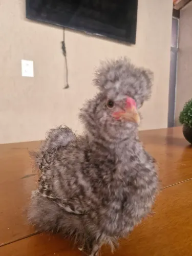 Frango sedoso Barrado