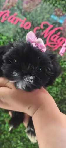 Linda fêmea shithzu pretinha e uma pandinha