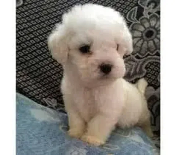 Poodle Toy Filhotes Incríveis.