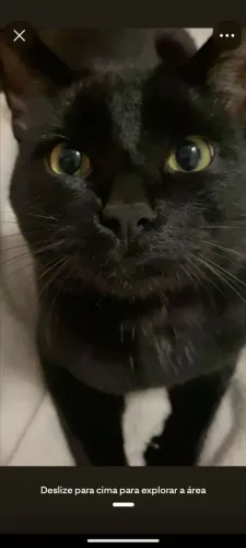 Gata fêmea adulta preta castrada dócil