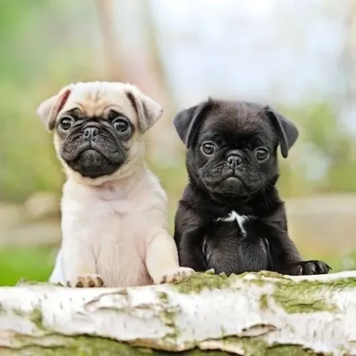 Pug - Seu Novo Pet Está Disponível Hoje