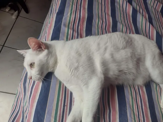 Doação de Gatos Castrados