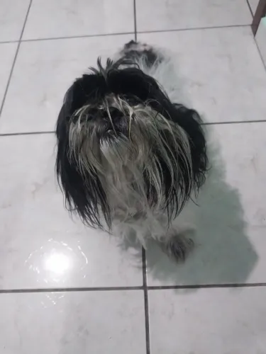 DOAÇÃO RESPONSÁVEL - SHIH TZU FÊMEA, 5 ANOS