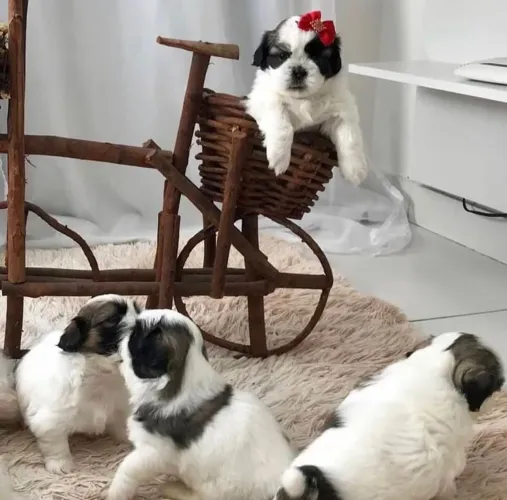 Shih tzu minizinho