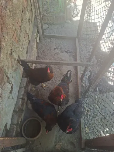 Animais