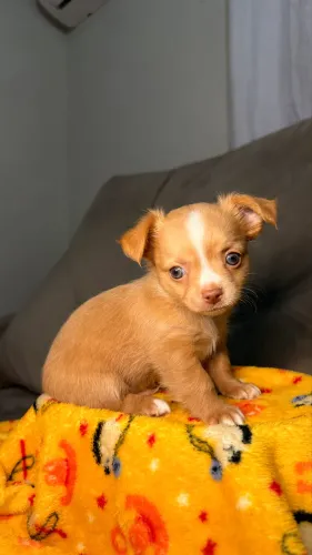 Chihuahua filhote