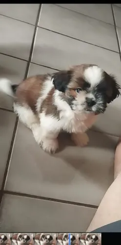 Filhote de Shitzu macho 