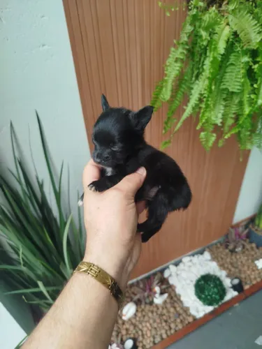 Pinscher fêmea zero