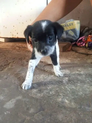 Cachorro 