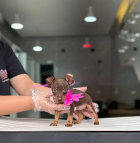 Pinscher chocolate fêmea - Seu novo companheiro com pedigree e padrão premium