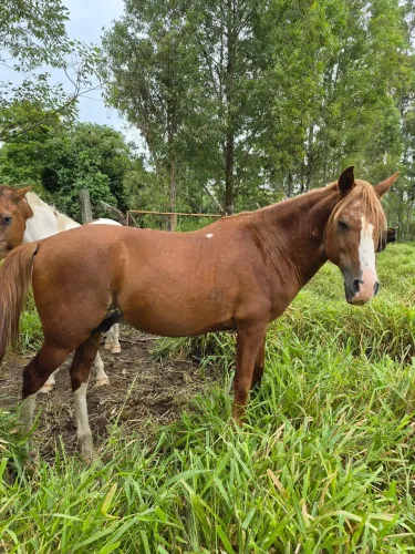 Cavalo inteiro, muito bom de sela.