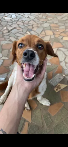 DOA-SE CACHORRO