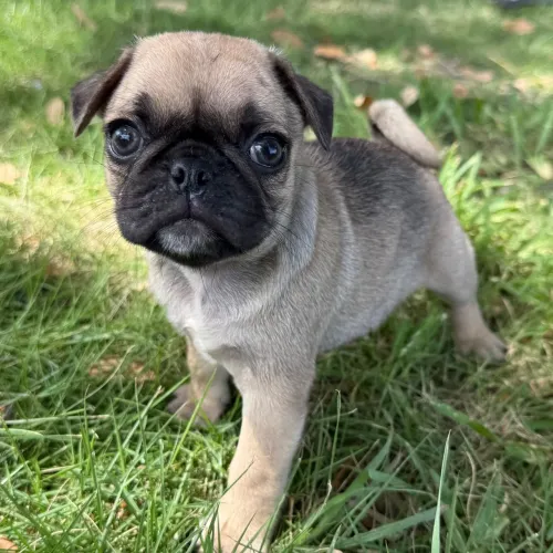 Pug - Prontos para um Novo Lar