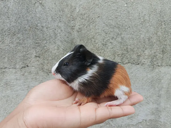 Porquinhos da índia filhotes