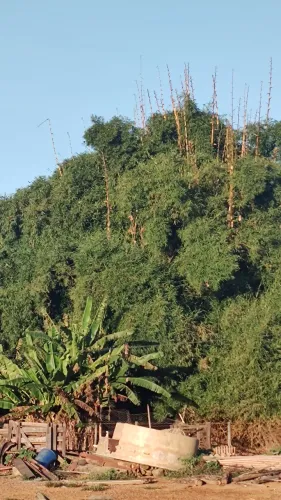 Doação de bambu para quem faz móveis, bangalôs, artesanato de modo geral 