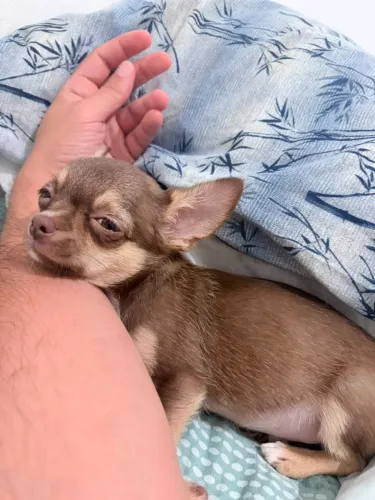 Filhote Chihuahua