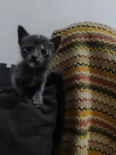 doação de gato
