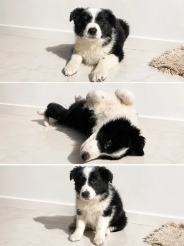 Border Collie/ machos / 2 meses e meio de vida 