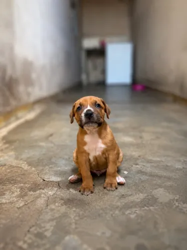 Doação de cachorrinhos ?