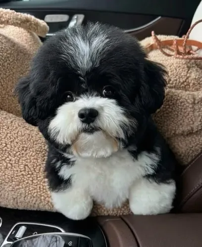 Shih Tzu Talvez a próxima patinha da sua casa esteja aqui