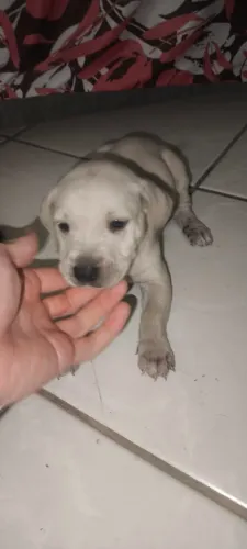 Filhotes mestiços de American Bully