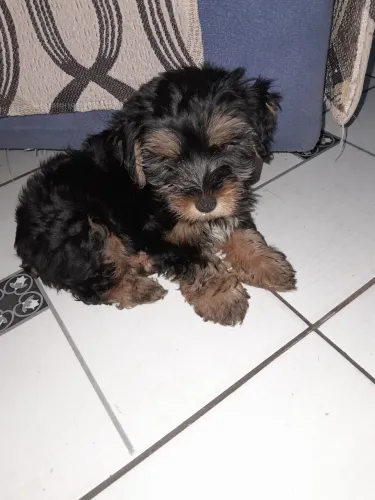 Vendo um filhote de yorkshire