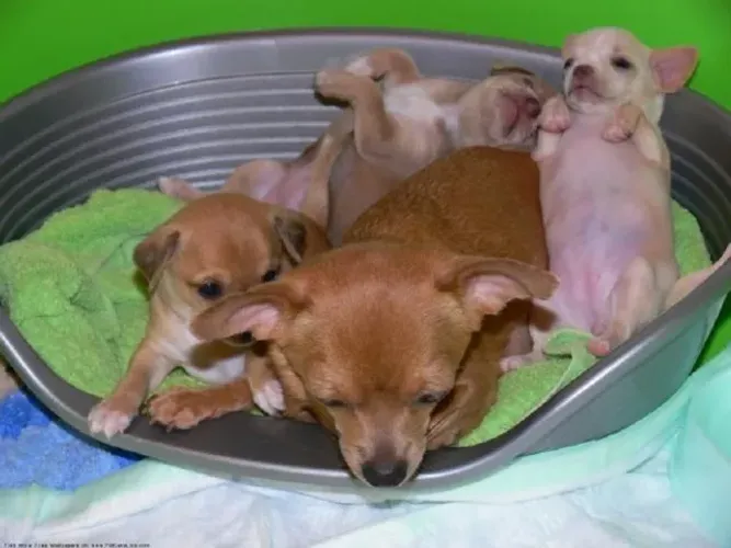 pinscherr x chihuahua Não deixe para depois, peça já. chama 9 9751.6491