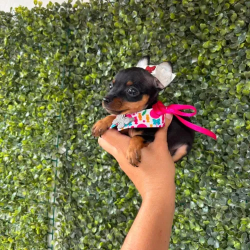 Pinscher fêmeas MICRO