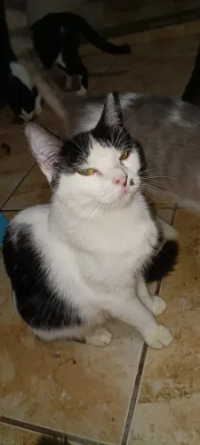 Doação de Gato Fêmea