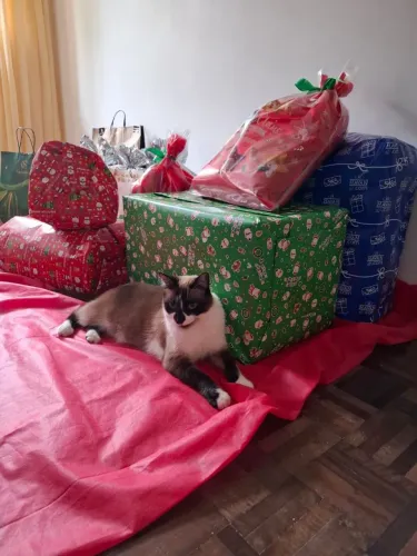 Doe-se gata