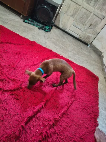 Estou vendendo cachorro pinscher número 2